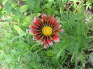 gazania