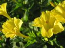 mirabilis