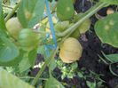 tomatillo