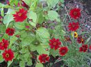 coreopsis