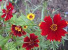 coreopsis