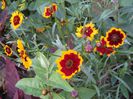 coreopsis