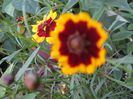 coreopsis