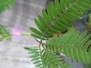 mimoza sau planta miscatoare