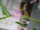 floare de mimoza