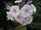 phlox