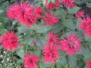 menta indiana
