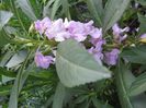 balsamina