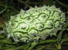 kiwano