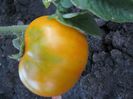 rosii galbene