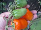 rosii galbene