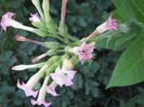 floare de tutun