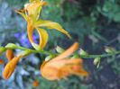 montbretia