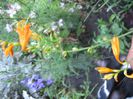 montbretia