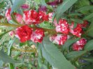 balsamine batute