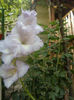 DSC05524