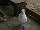 Picture 030