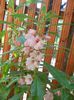 impatiens balsamina - roz