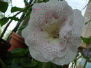 DSC07479