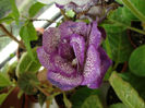 DSC07570