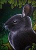 BLACK-BUNNY-RABBIT