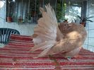 DSC00520