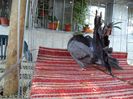 DSC00522