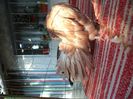 DSC00530