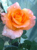 Fotografie0708