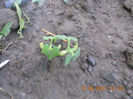 DSCN3945