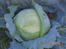 DSCN3950