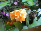 DSCN3977