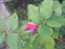 DSCN3960