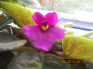 DSCN3971