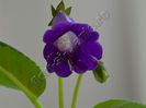 Sinningia Luci s Spots on Ametist Bell