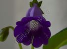 Sinningia Luci s Spots on Ametist Bell