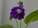 Sinningia Luci s Spots on Ametist Bell
