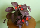 Episcia Country Clown
