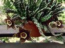 stapelia variegata 01