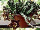 stapelia 02