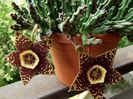 stapelia variegata 04