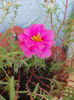 16 august 2013-flori 005