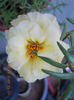 16 august 2013-flori 008