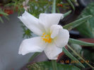 16 august 2013-flori 012