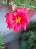 16 august 2013-flori 031
