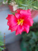 16 august 2013-flori 032