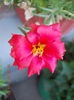 16 august 2013-flori 033