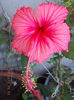 16 august 2013-flori 015