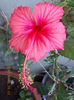 16 august 2013-flori 016