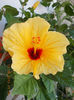 16 august 2013-flori 042